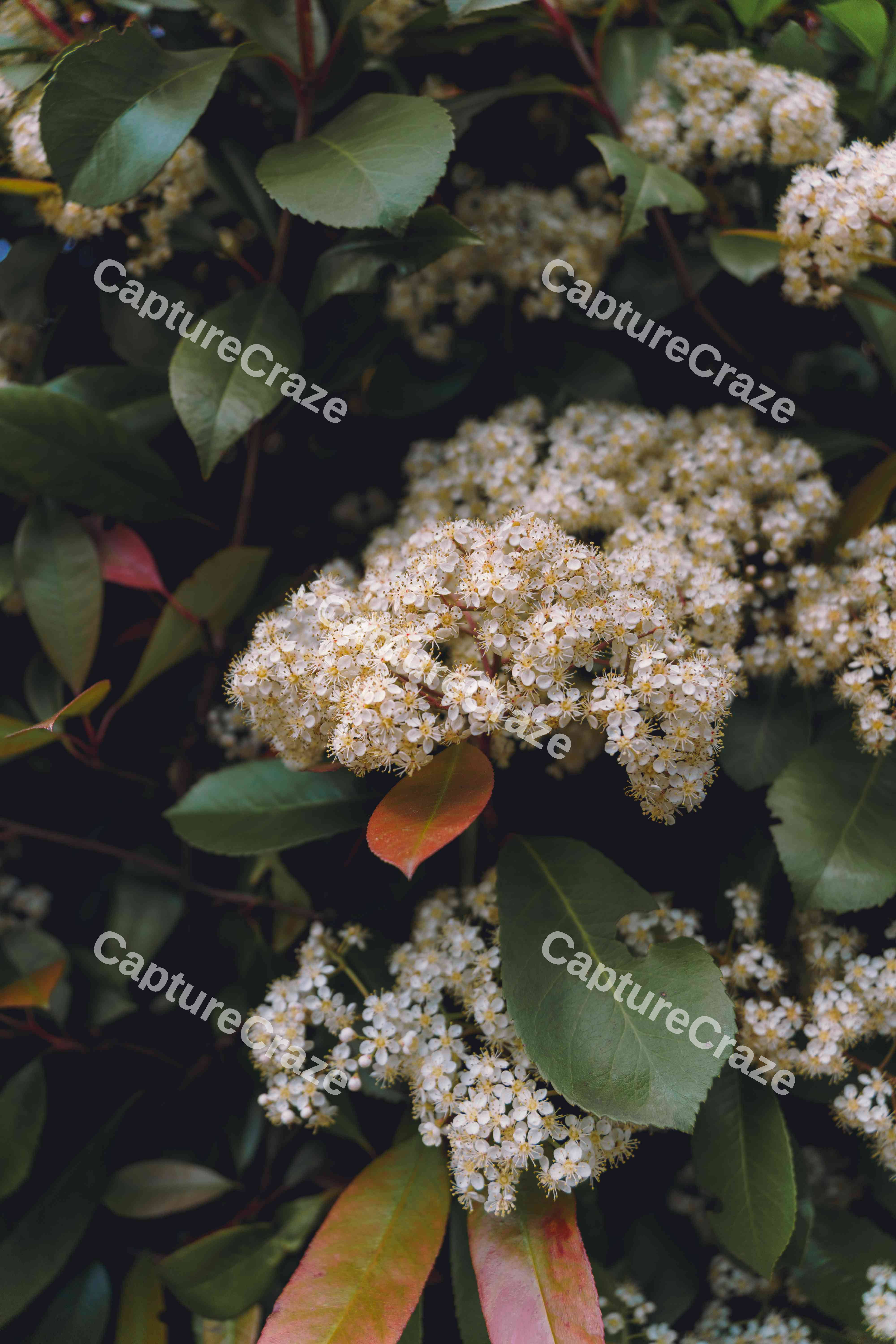 Photinia